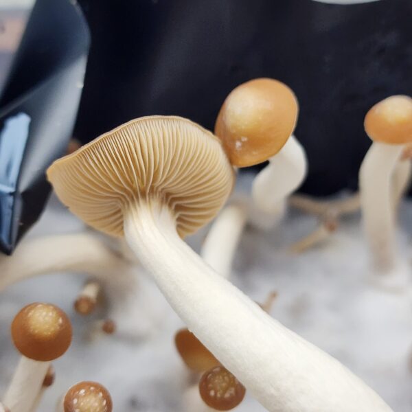 P.s. Subtropicalis Variation - Sempriva, Image of mushrooms with long, skinny, white stems and tiny light brown caps