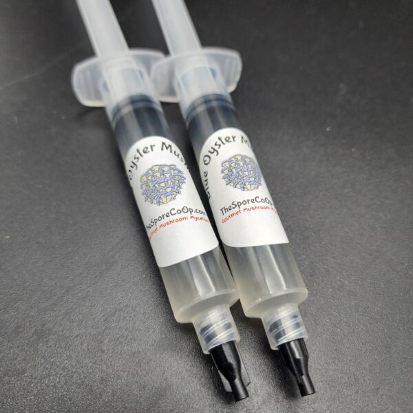 blue oyster mushroom liquid culture syringe