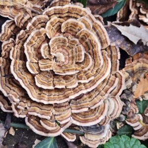 Turkey Tail