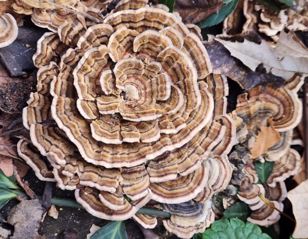 Turkey Tail, Gourmet Mushroom, Holistic, Healthy