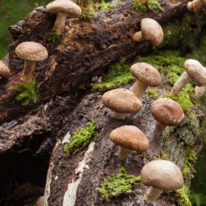 shitake mushrooms growing from a log