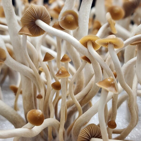 P.s. Subtropicalis Variation - Sempriva, Image of mushrooms with long, skinny, white stems and tiny light brown caps