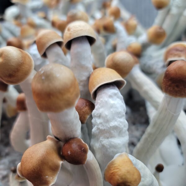 wavy stemmed light brown capped mushrooms