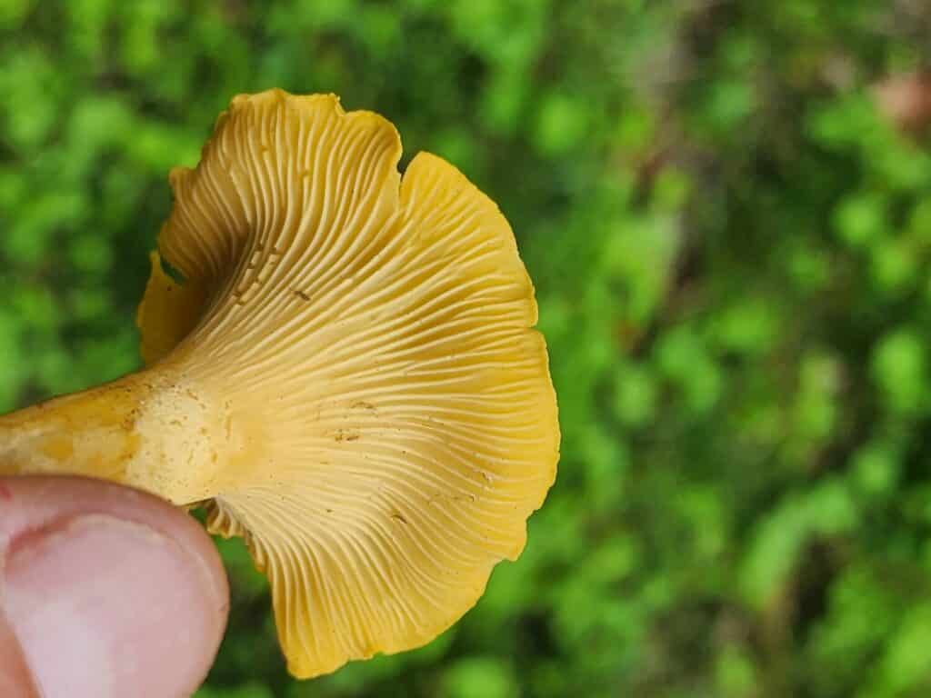 Chantrelle Mushroom with false gills