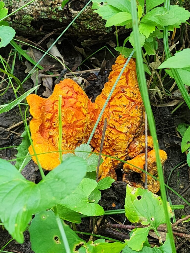 Lobster mushrooms growing on the forest floor