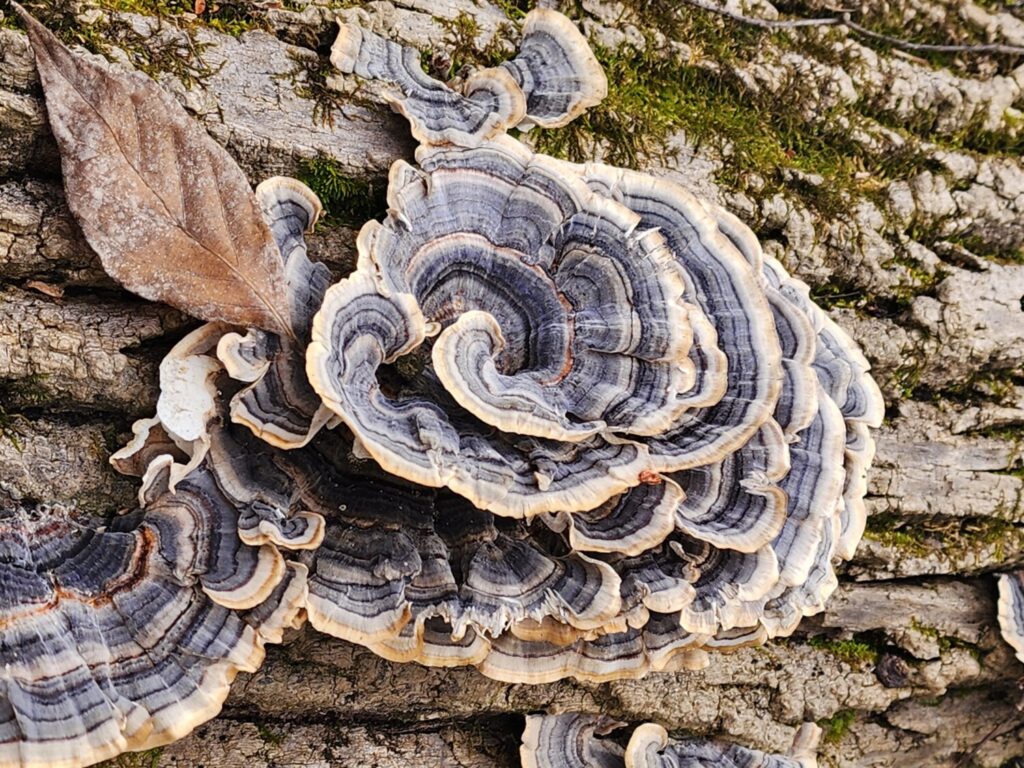 Turkey Tail Trametes Versicolor