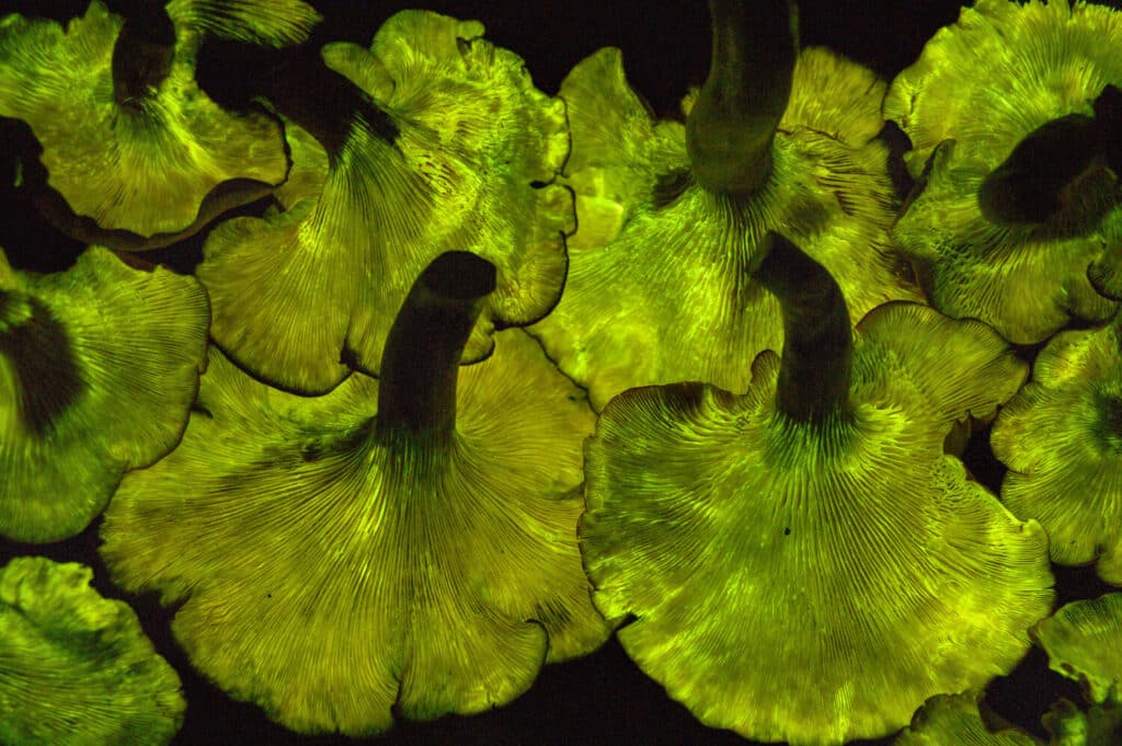 Jack O Lantern mushroom glowing with its bioluminescent low