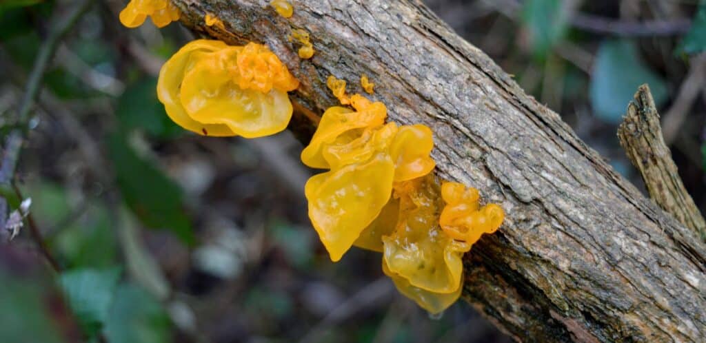 Witches butter