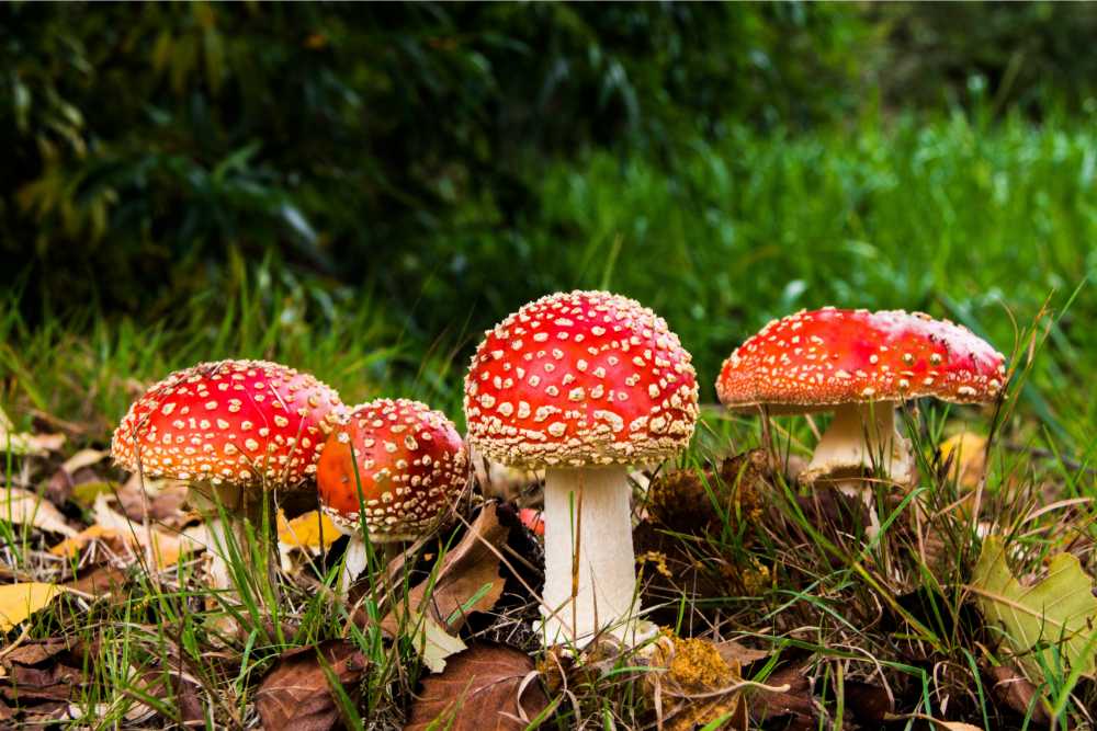 Amanita Muscaria groenig under pine trees