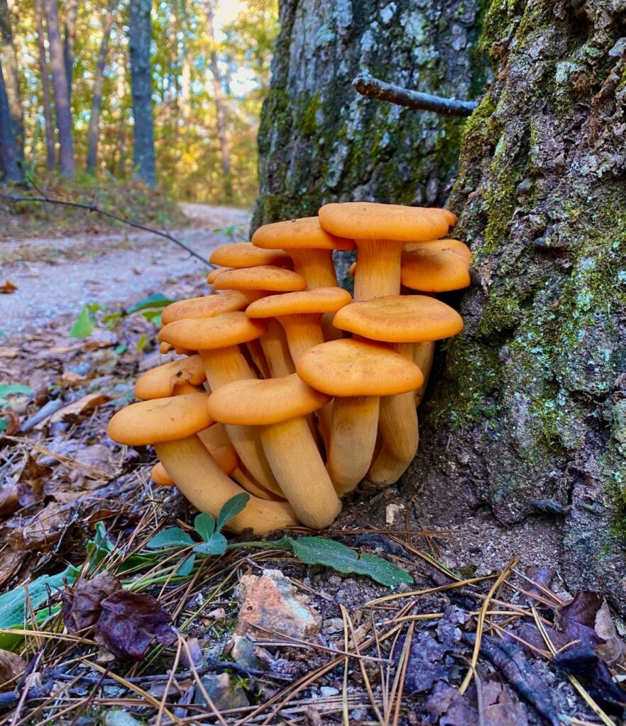 jack o lantern mushrooms growing at the base of a tree. With their natural orange coloring