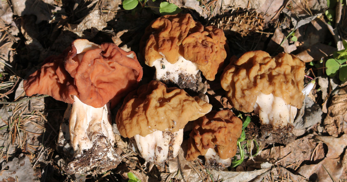 how to tell the difference between morels and false morels