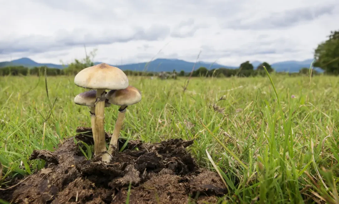 Speaking at Fungi Academy: A Personal Journey Into Global Mycology Education