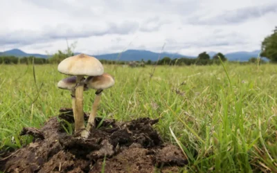 Speaking at Fungi Academy: A Personal Journey Into Global Mycology Education