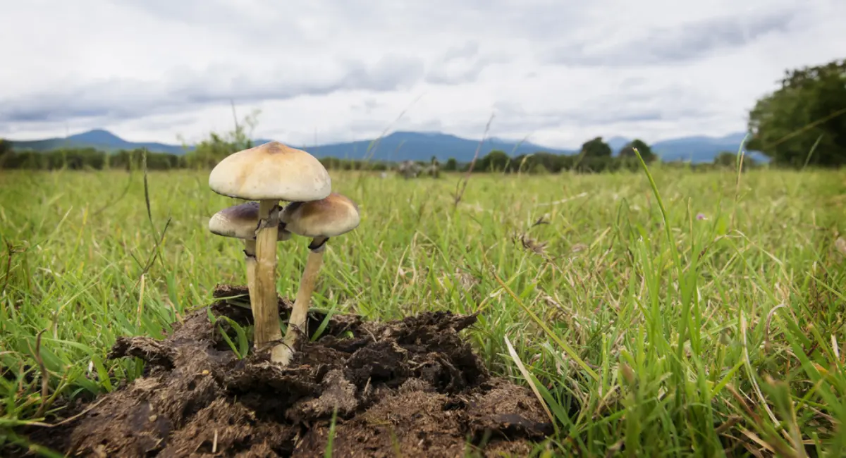 Wild Psilocybe cubensis mushroom growing in a grassy field – blog banner for Basidium Equilibrium